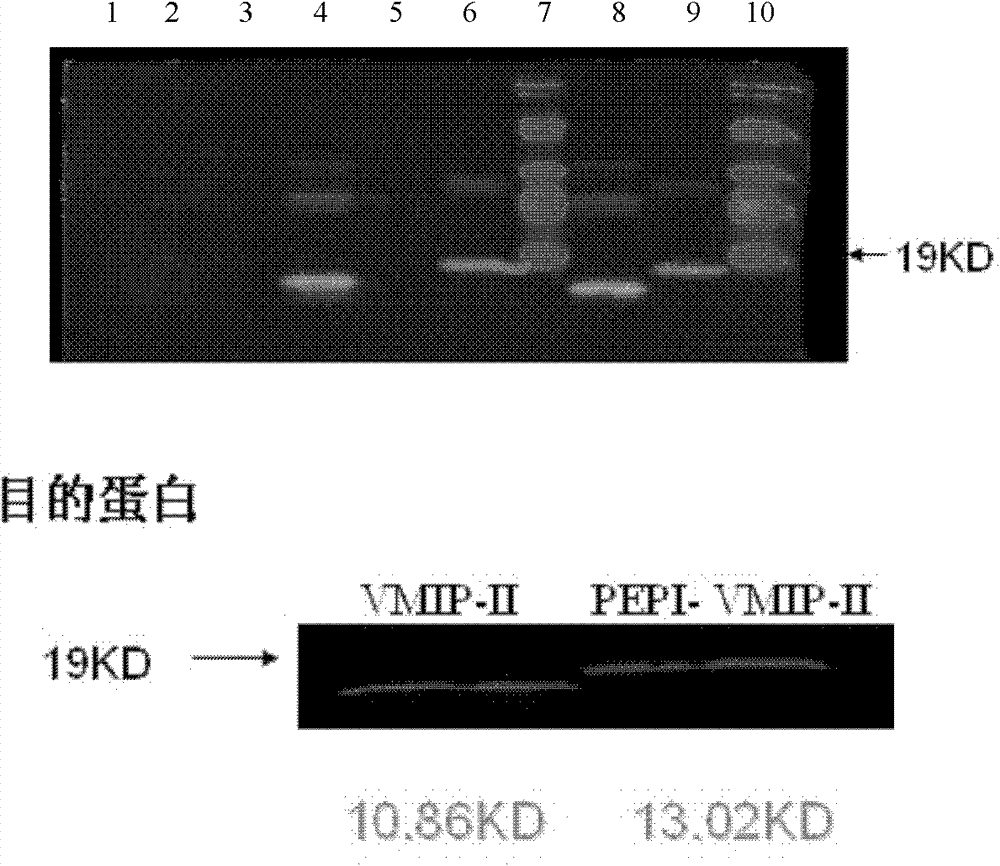 Antiviral fusion protein and application thereof