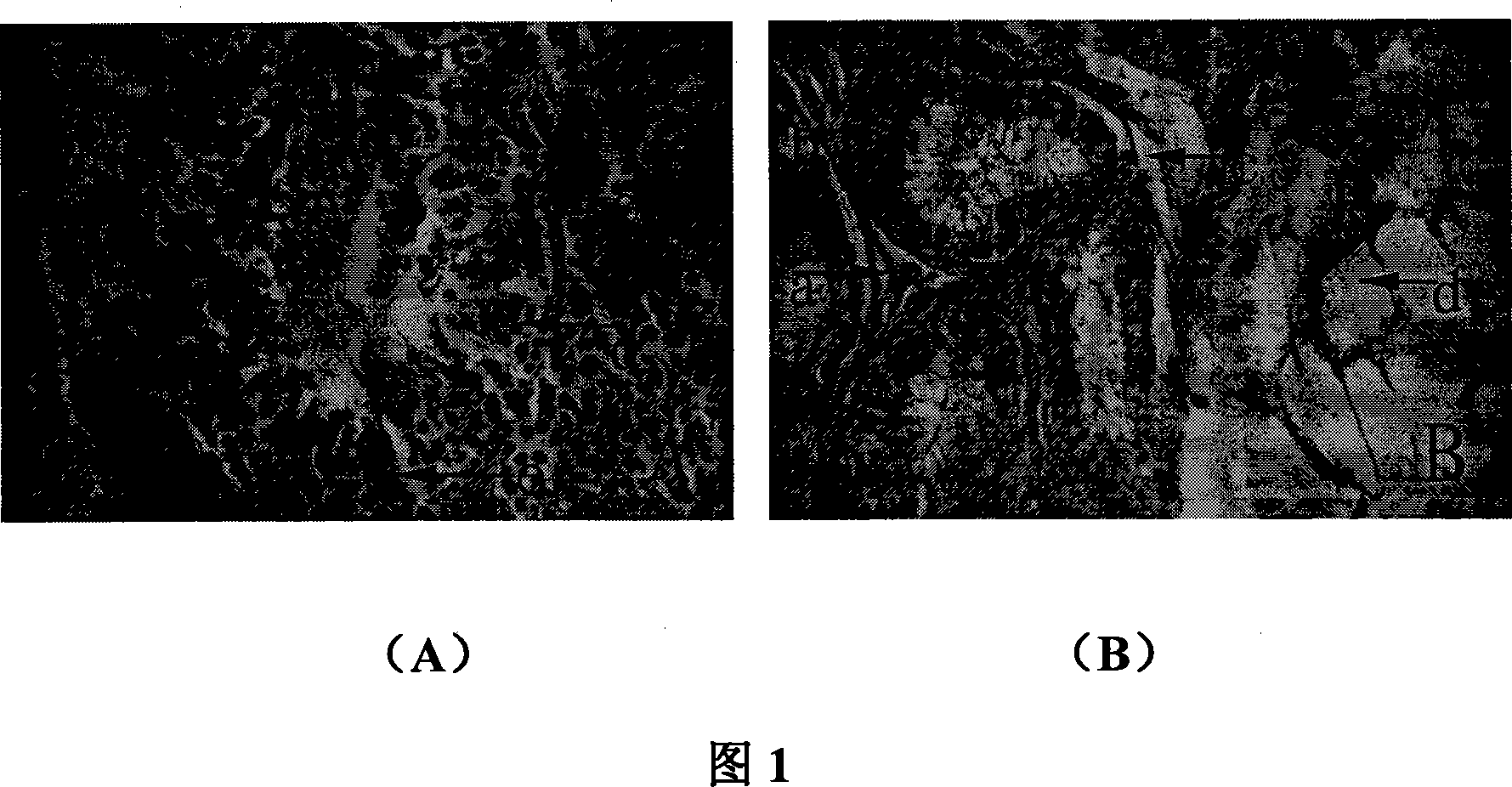 Application of compound 6-furfuryl amino purine in preparing medicine for treating testis senility