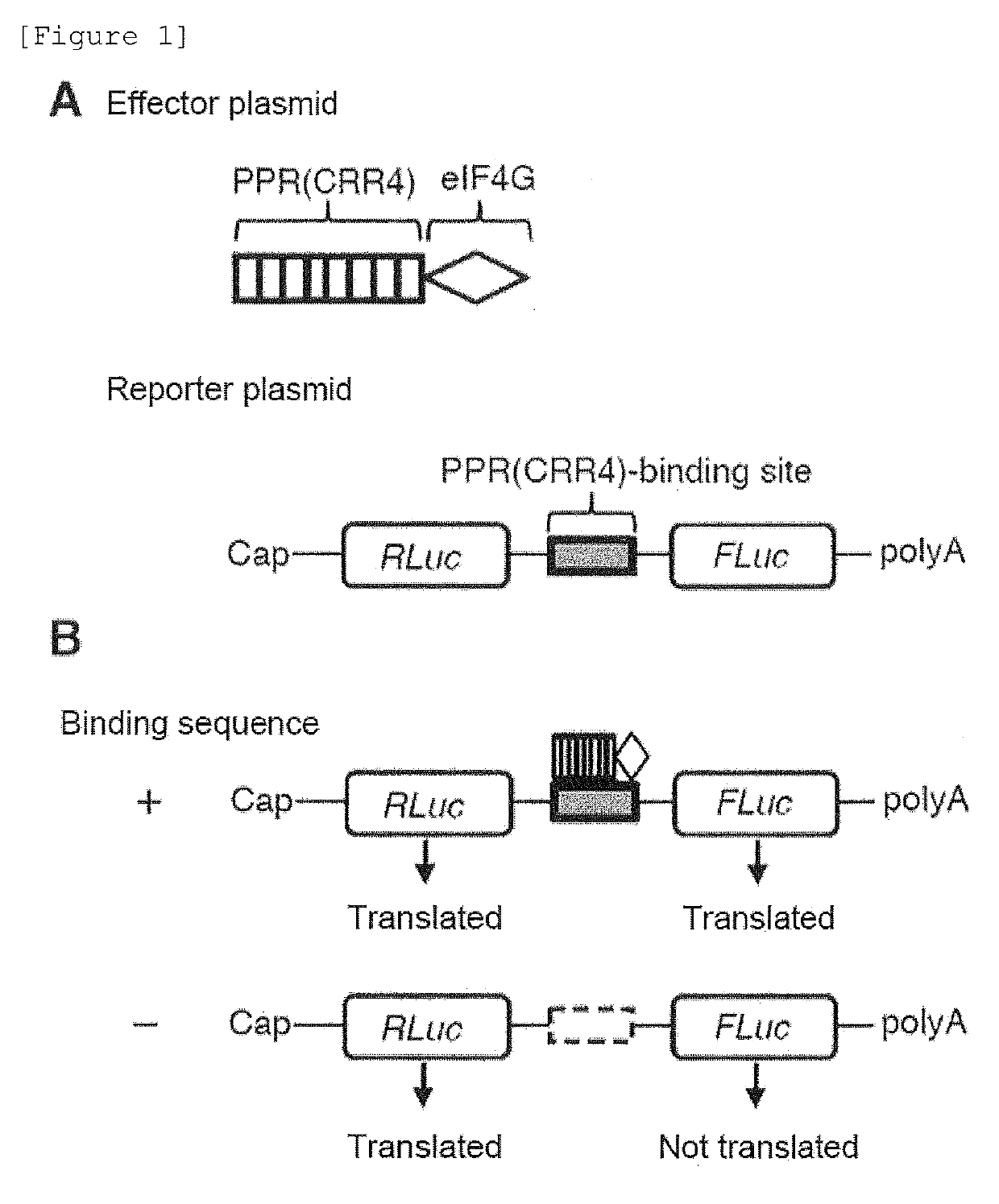 FUSION PROTEIN FOR IMPROVING PROTEIN EXPRESSION FROM TARGET mRNA