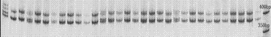 Sebastes schlegeli microsatellite DNA (Deoxyribonucleic Acid) molecular marker