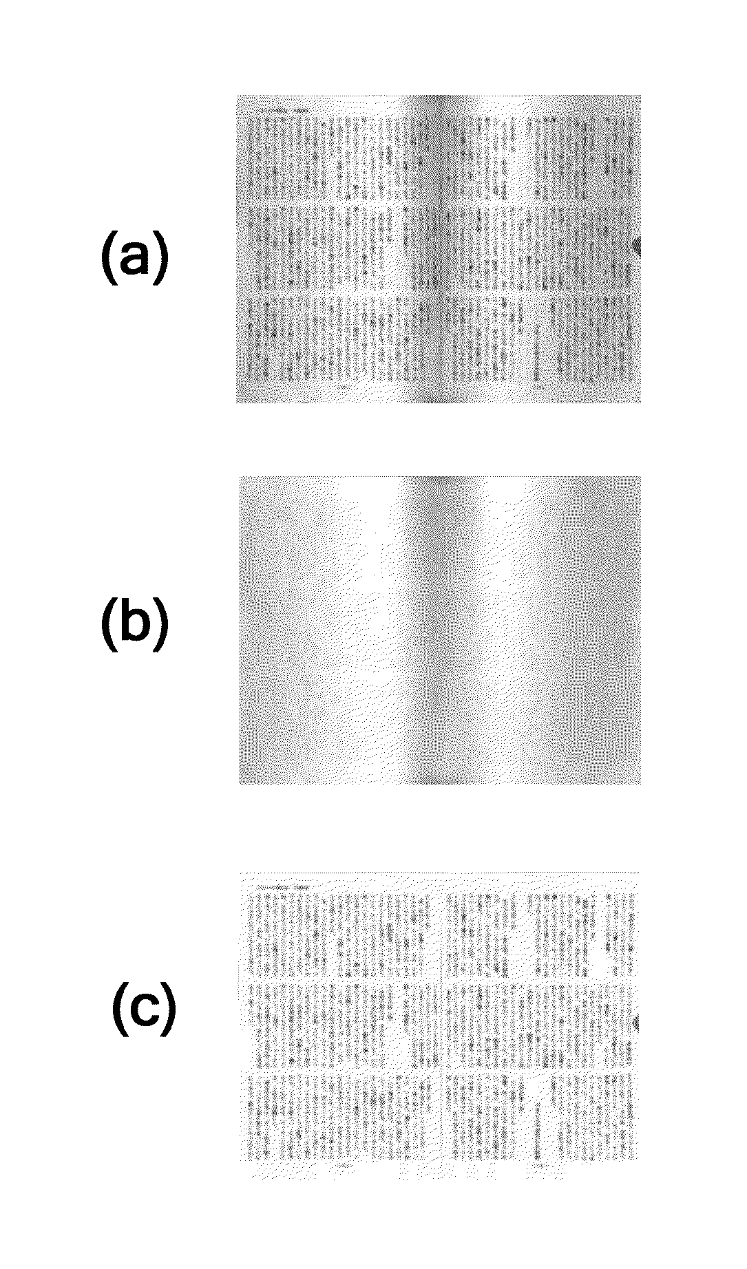 Apparatus for and method of processing document image