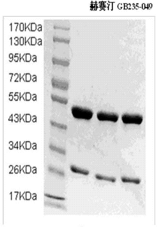Fully humanized HER2 antibody as well as encoding gene and application of antibody