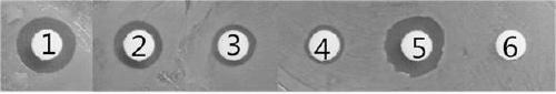 An antimicrobial peptide pjf11 and its application in inhibiting peri-implantitis bacteria