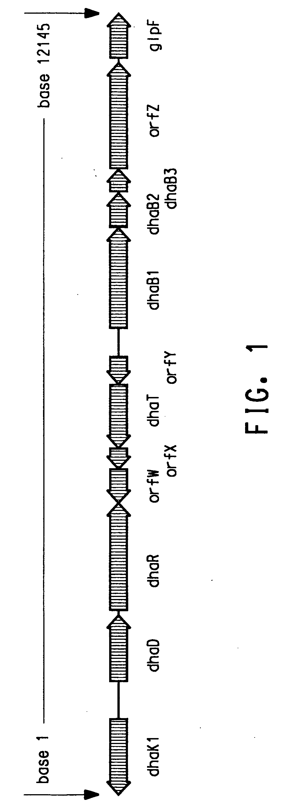 Process for the biological production of 1,3-propanediol with high titer