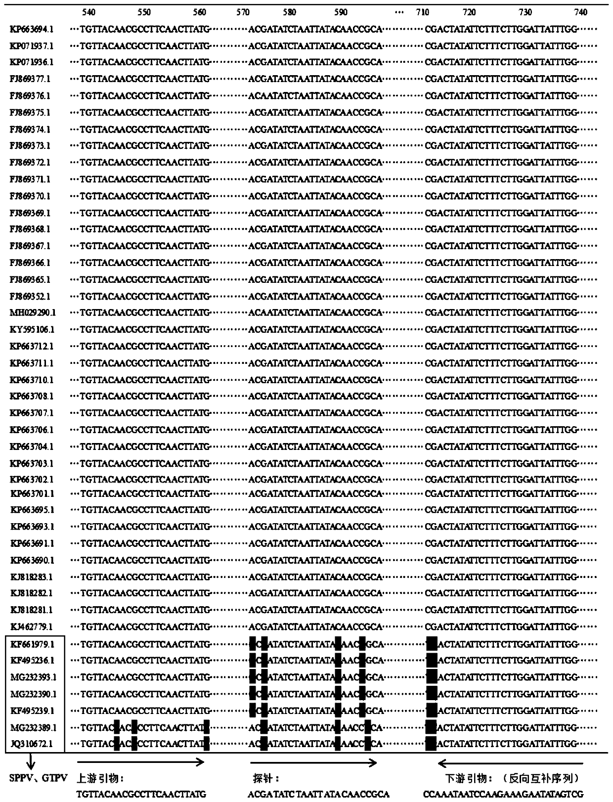 Kit for detecting bovine nodular skin disease virus by eliminating goatpox virus as well as preparation method and application thereof