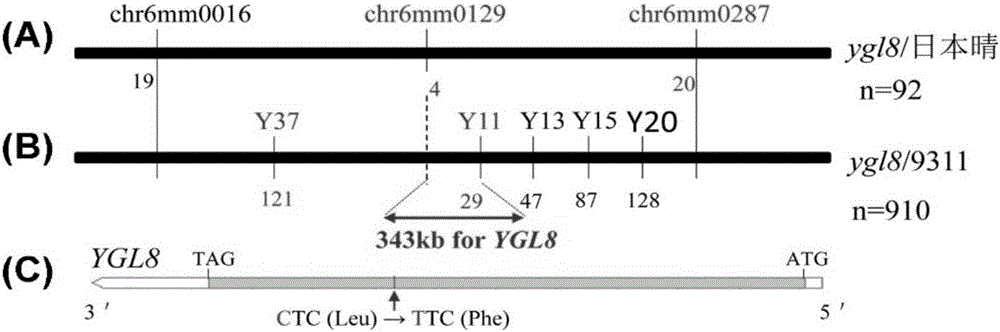 Rice yellow green leaf trait gene ygl8 and application thereof to rice breeding