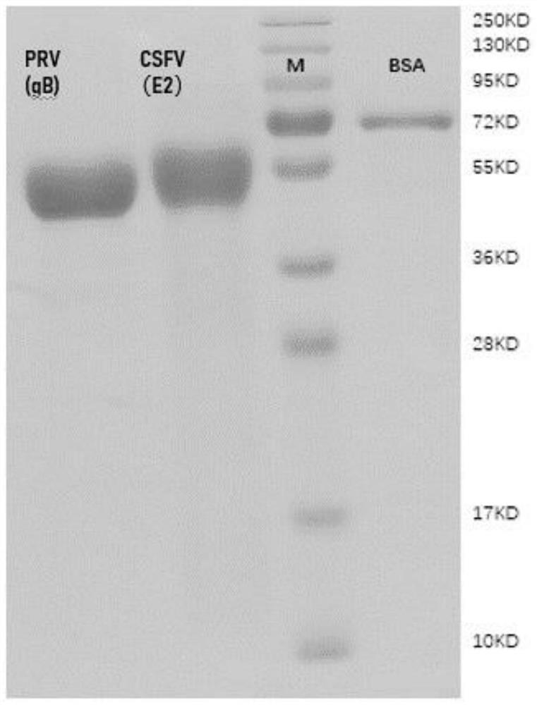 Chog cholera and porcine pseudorabies bivalent vaccine as well as preparation method and application thereof