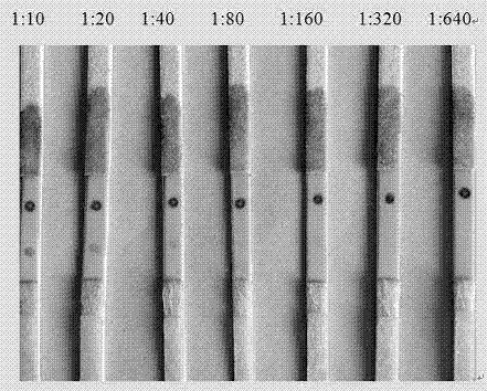 An immunocolloidal gold test paper strip for detecting a pig toxoplasmosis circulating antigen and a preparing method thereof