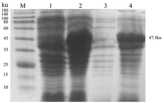 A kind of multi-antigen epitope protein of chicken infectious bursal disease virus and its application