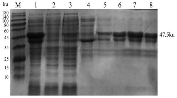 A kind of multi-antigen epitope protein of chicken infectious bursal disease virus and its application