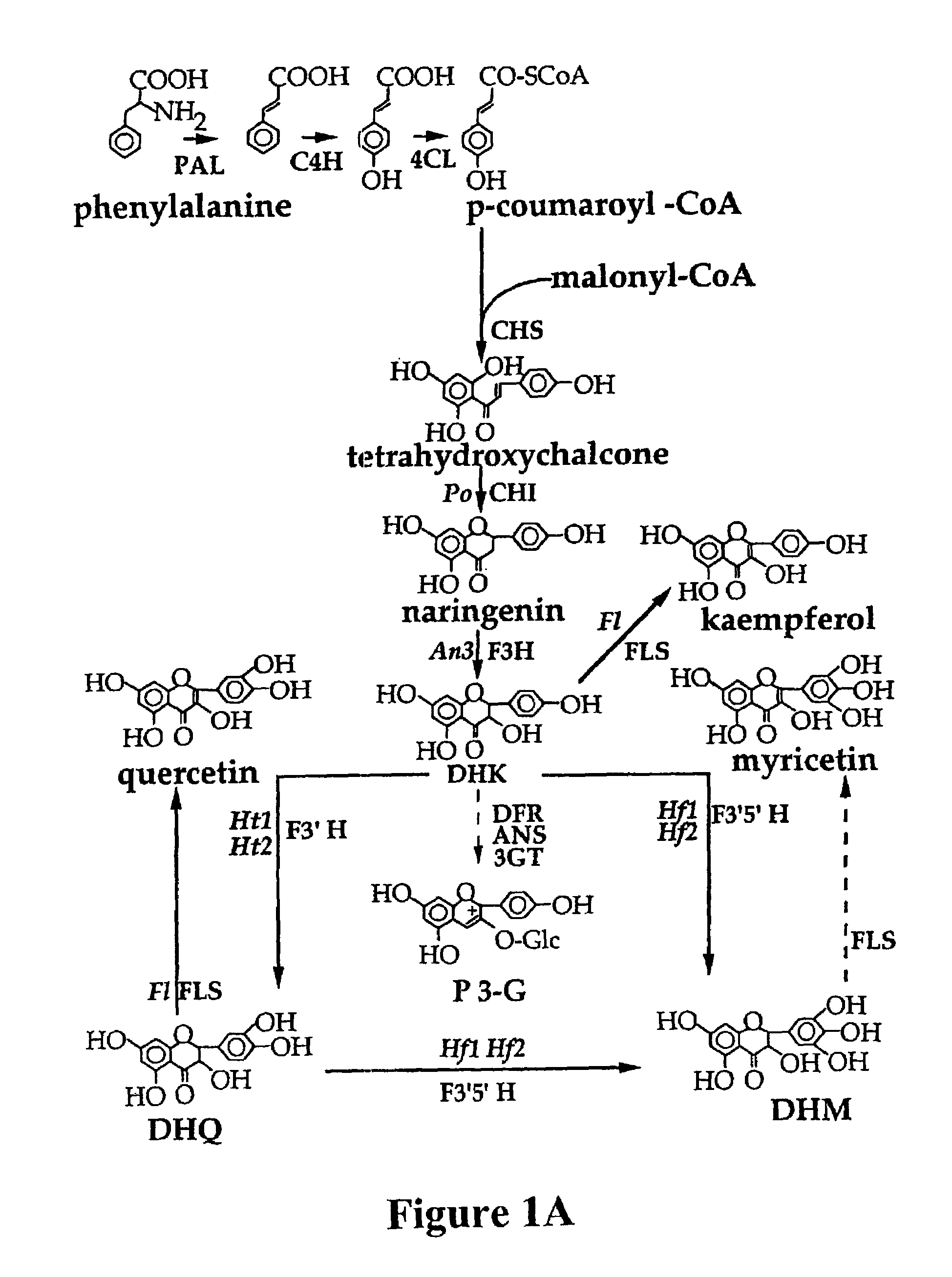 Plant anthocyanidin rutinoside aromatic acyl transferases