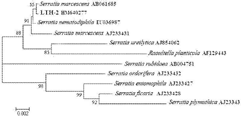 Serratia marcescens LTH-2 as well as screening method and application thereof