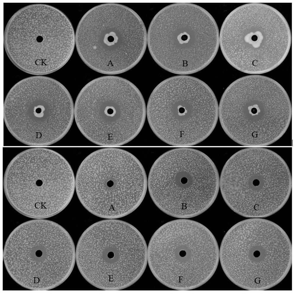 Biological fungicide, as well as preparation method and application thereof