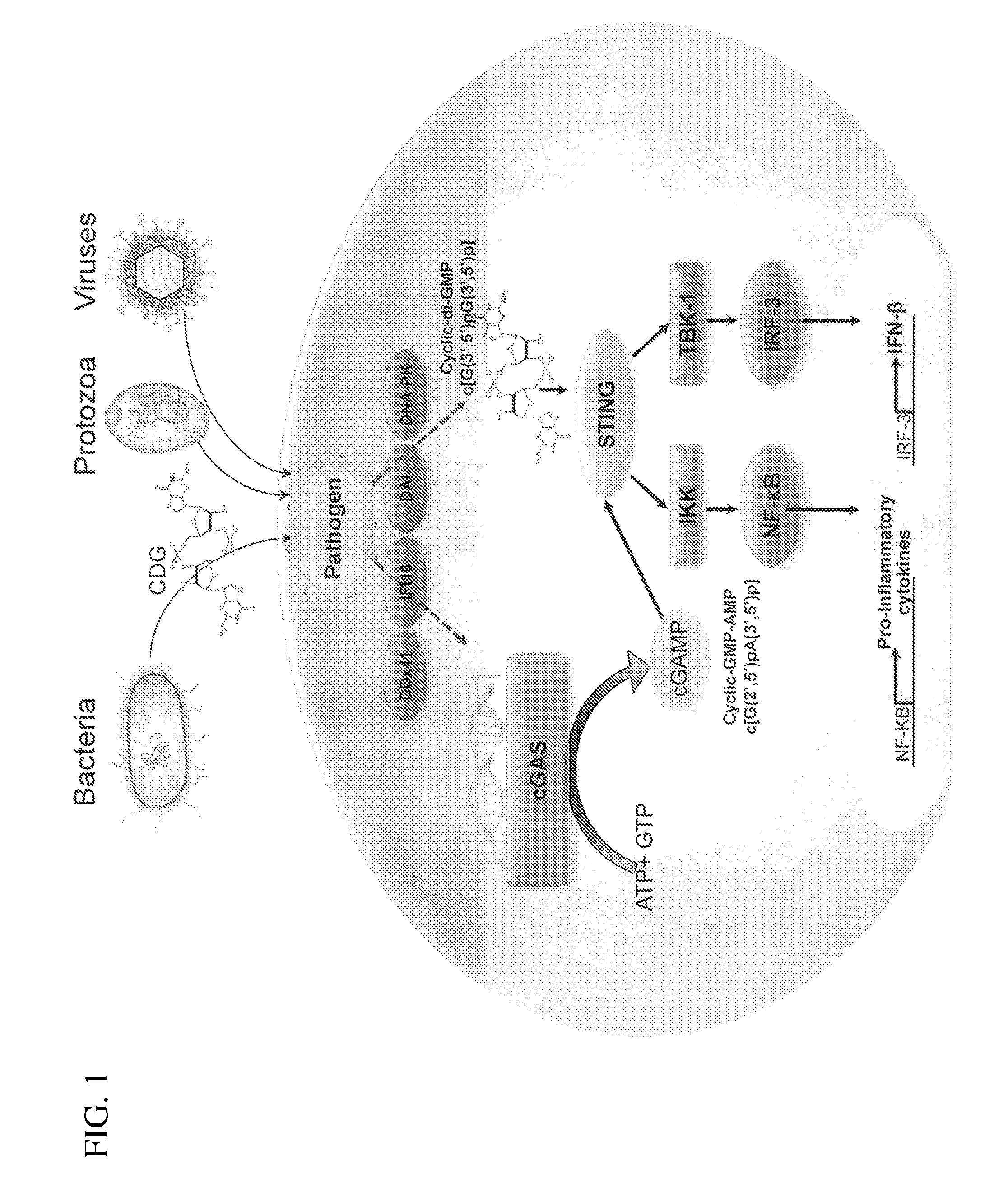 Compositions and methods for activating stimulator of interferon gene-dependent signalling