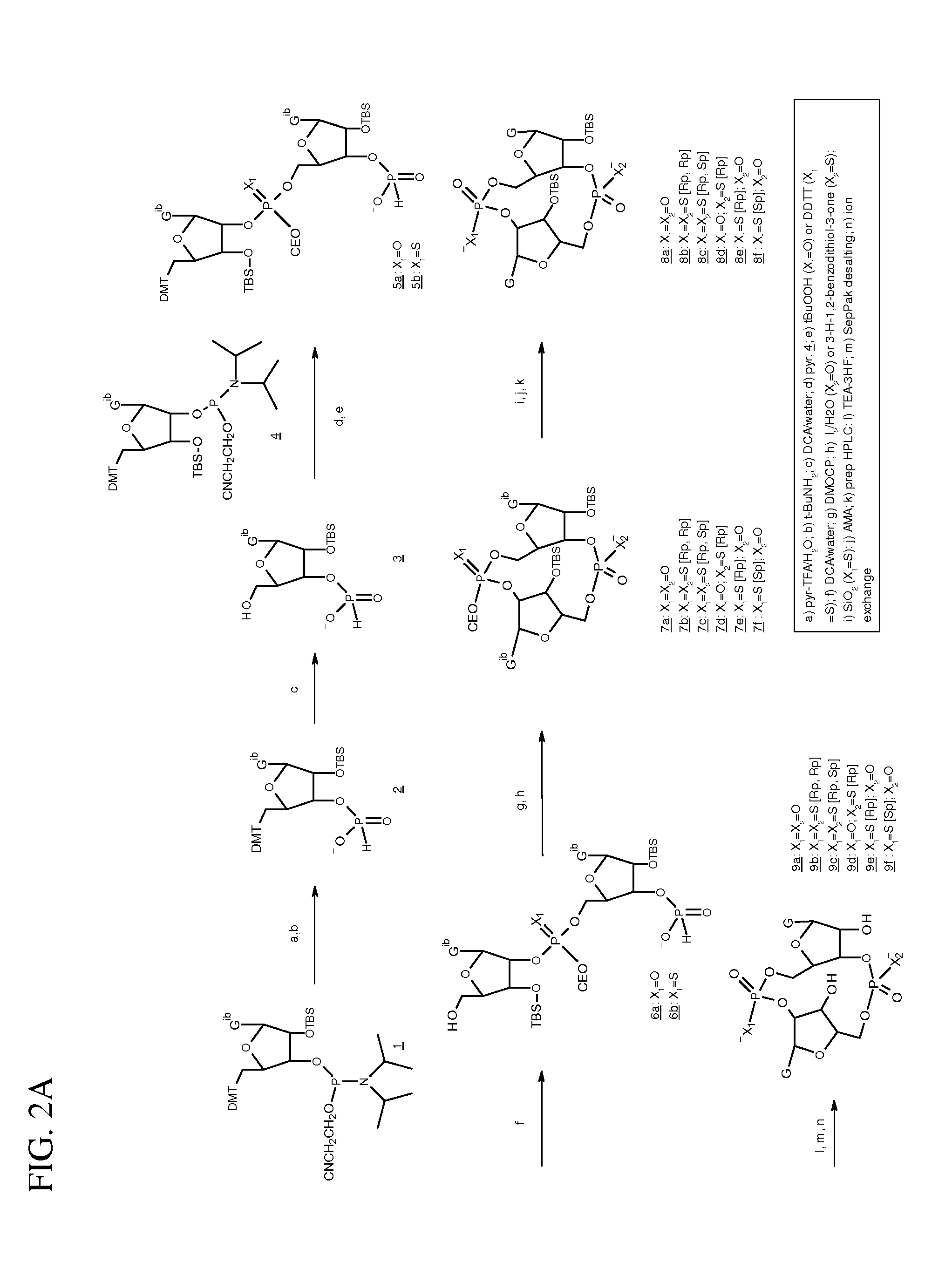 Compositions and methods for activating stimulator of interferon gene-dependent signalling