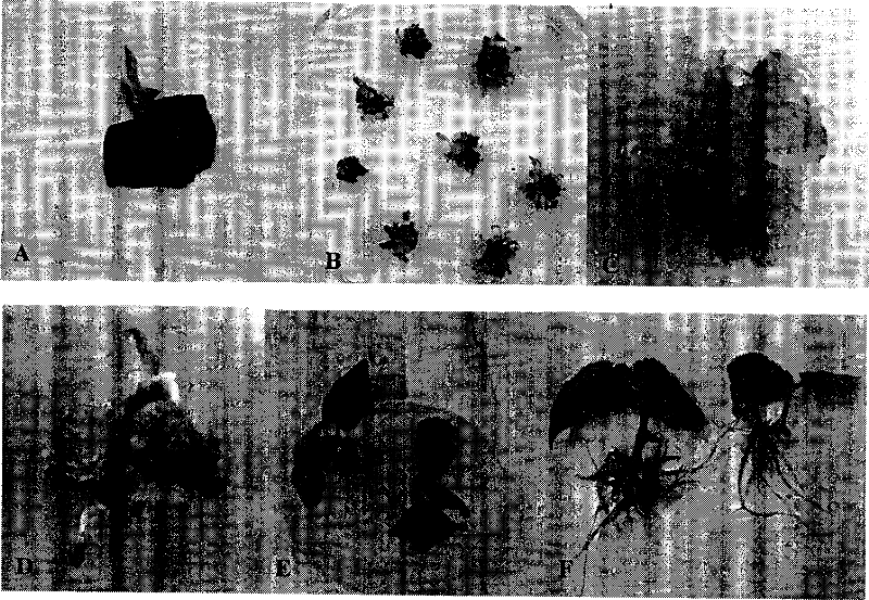 Method and technique of the separated tissue culture of Kava