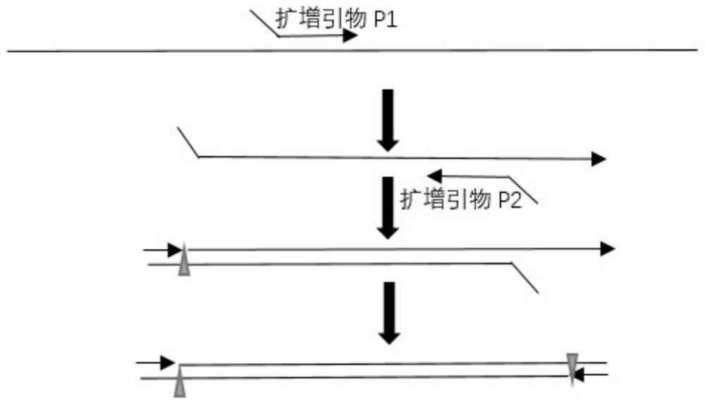 Method for isothermal amplification of nucleic acid target sequence