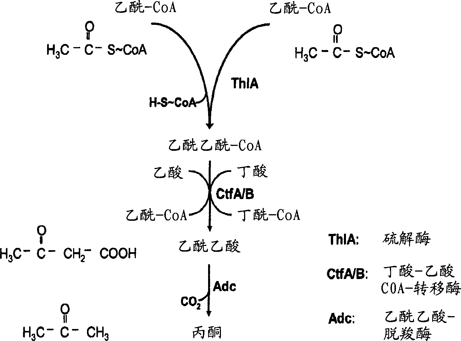 Fermentative production of acetone from renewable resources by means of novel metabolic pathway