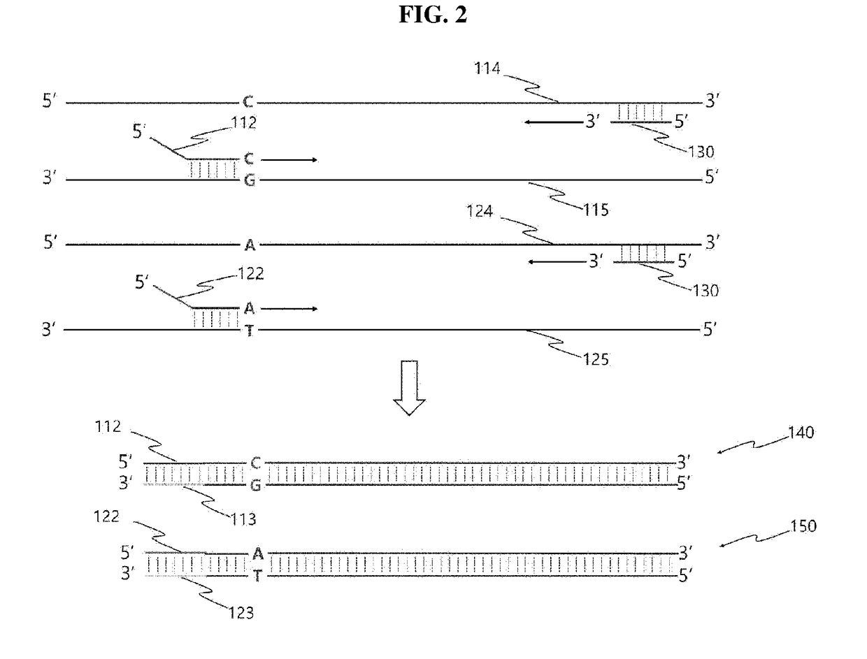 Kit and method for detecting single nucleotide polymorphism
