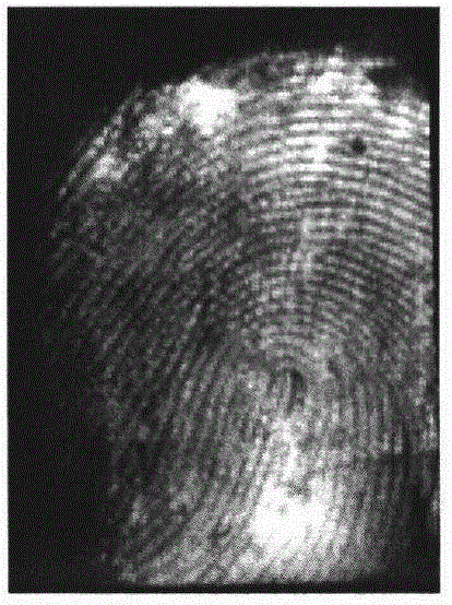 Method for extracting and showing bloody fingerprint on basis of protein blotting