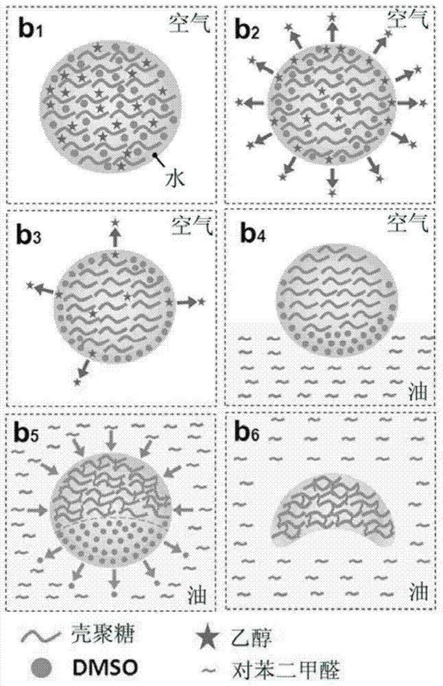 Chitosan microparticles with shape and size of red blood cells and preparation method thereof