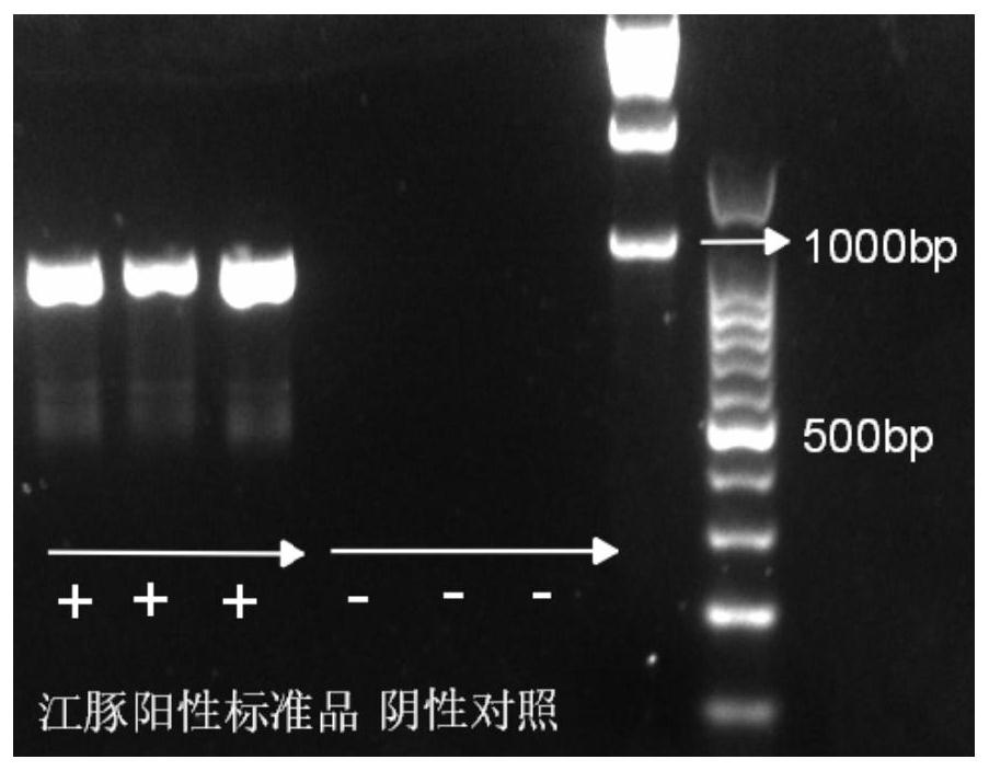 Neophocaena asiaeorientalis asiaeorientalis detection kit based on environmental DNA and application of Neophocaena asiaeorientalis asiaeorientalis detection kit