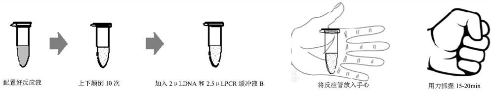 Neophocaena asiaeorientalis asiaeorientalis detection kit based on environmental DNA and application of Neophocaena asiaeorientalis asiaeorientalis detection kit