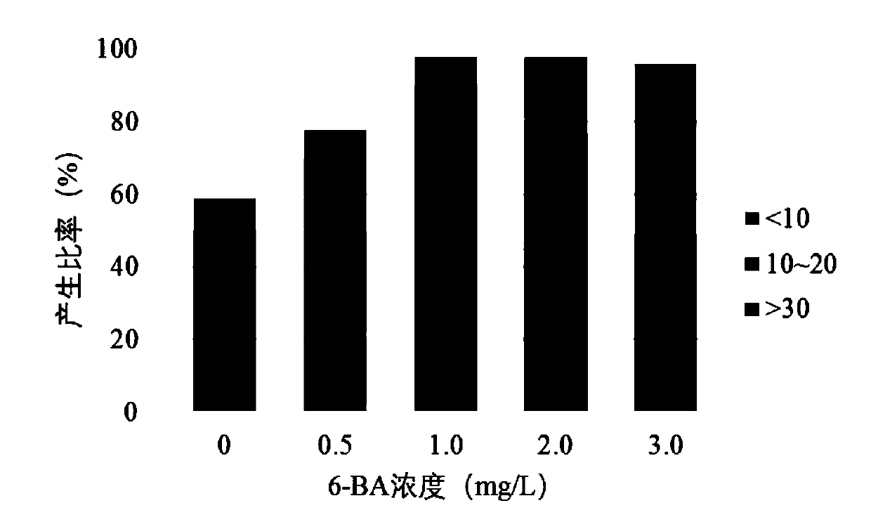 Somatic embryo way based tissue culture rapid propagation method for drynaria roosii seedlings