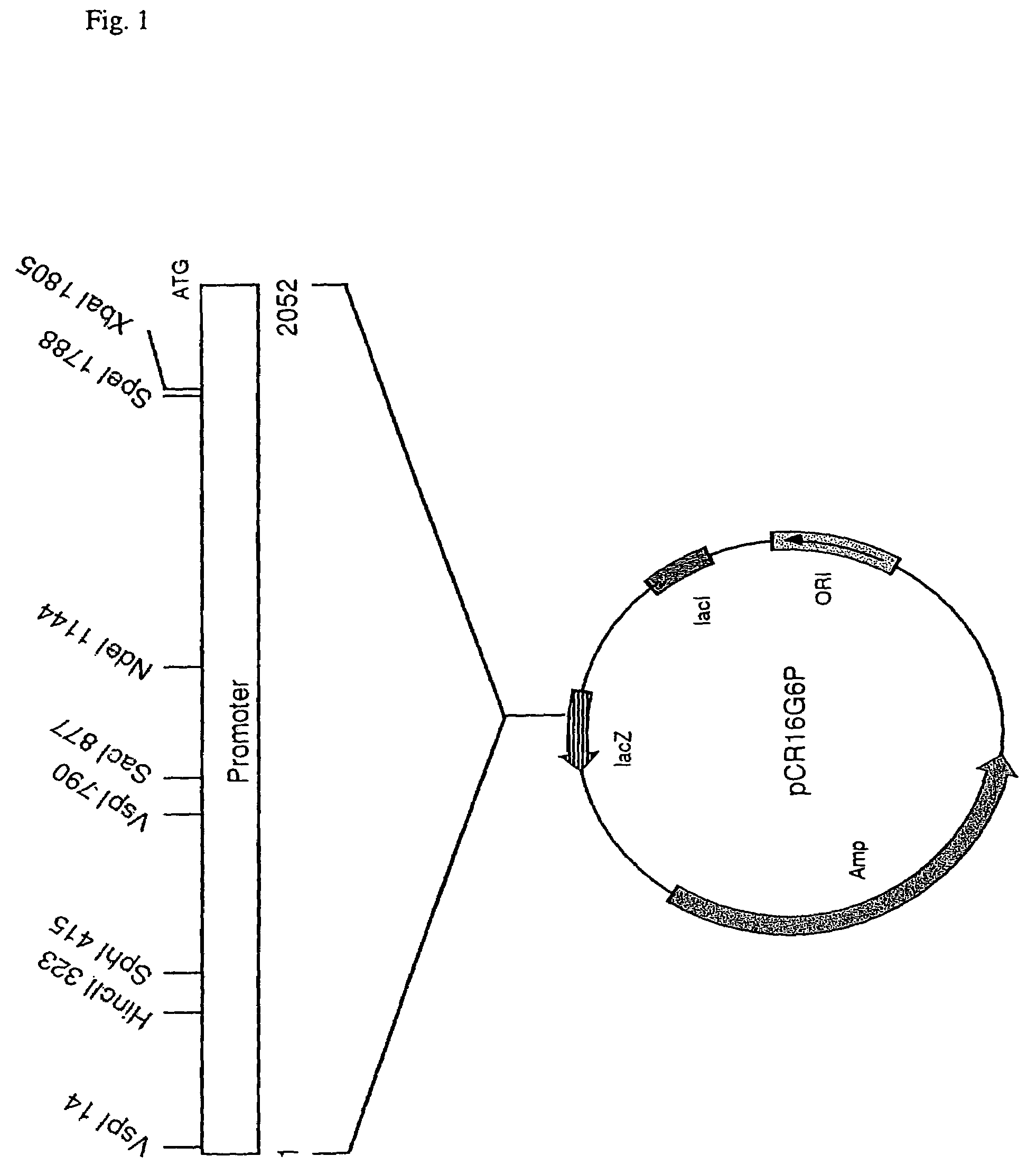 Plant promoters and plant terminators