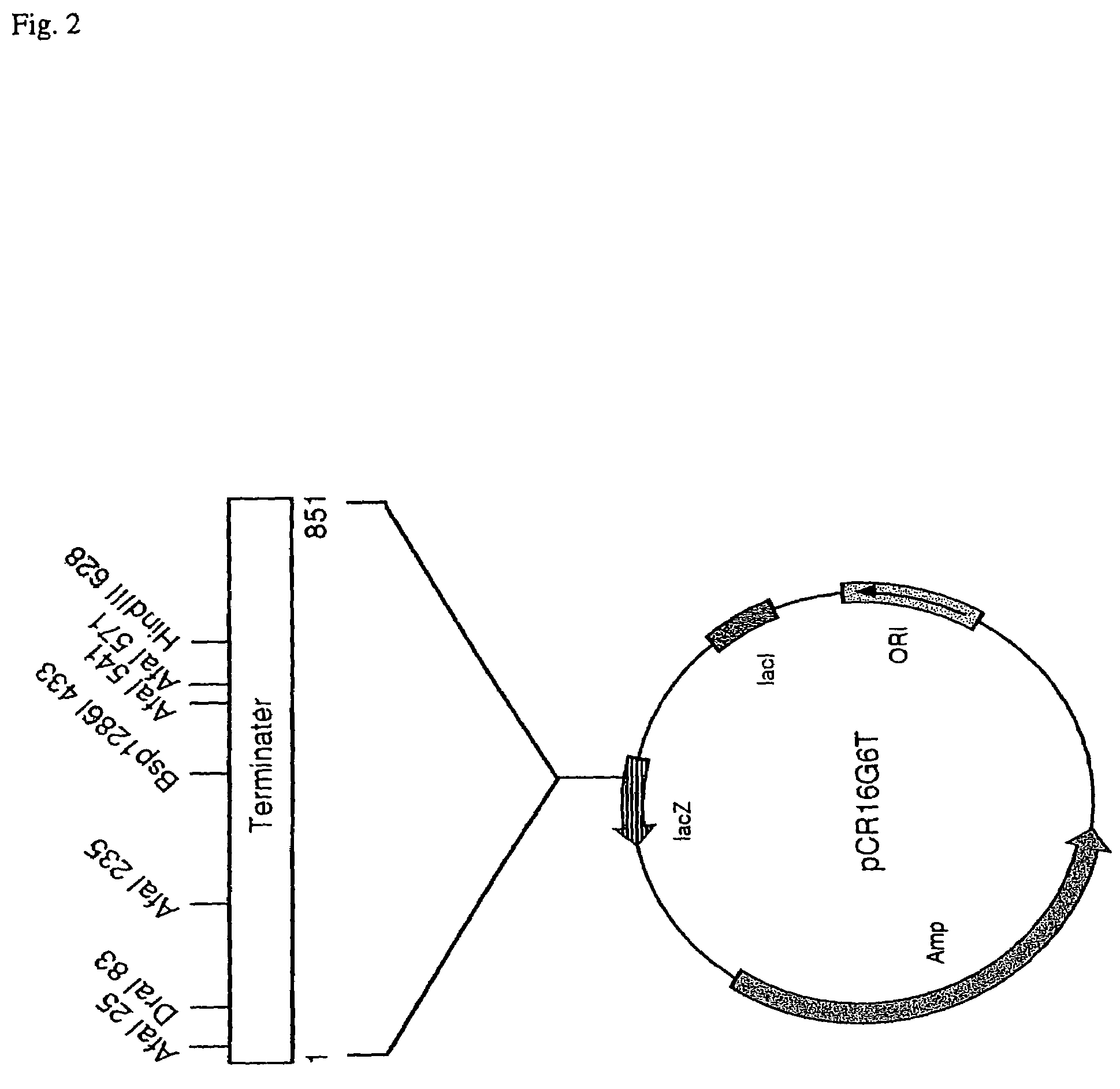 Plant promoters and plant terminators