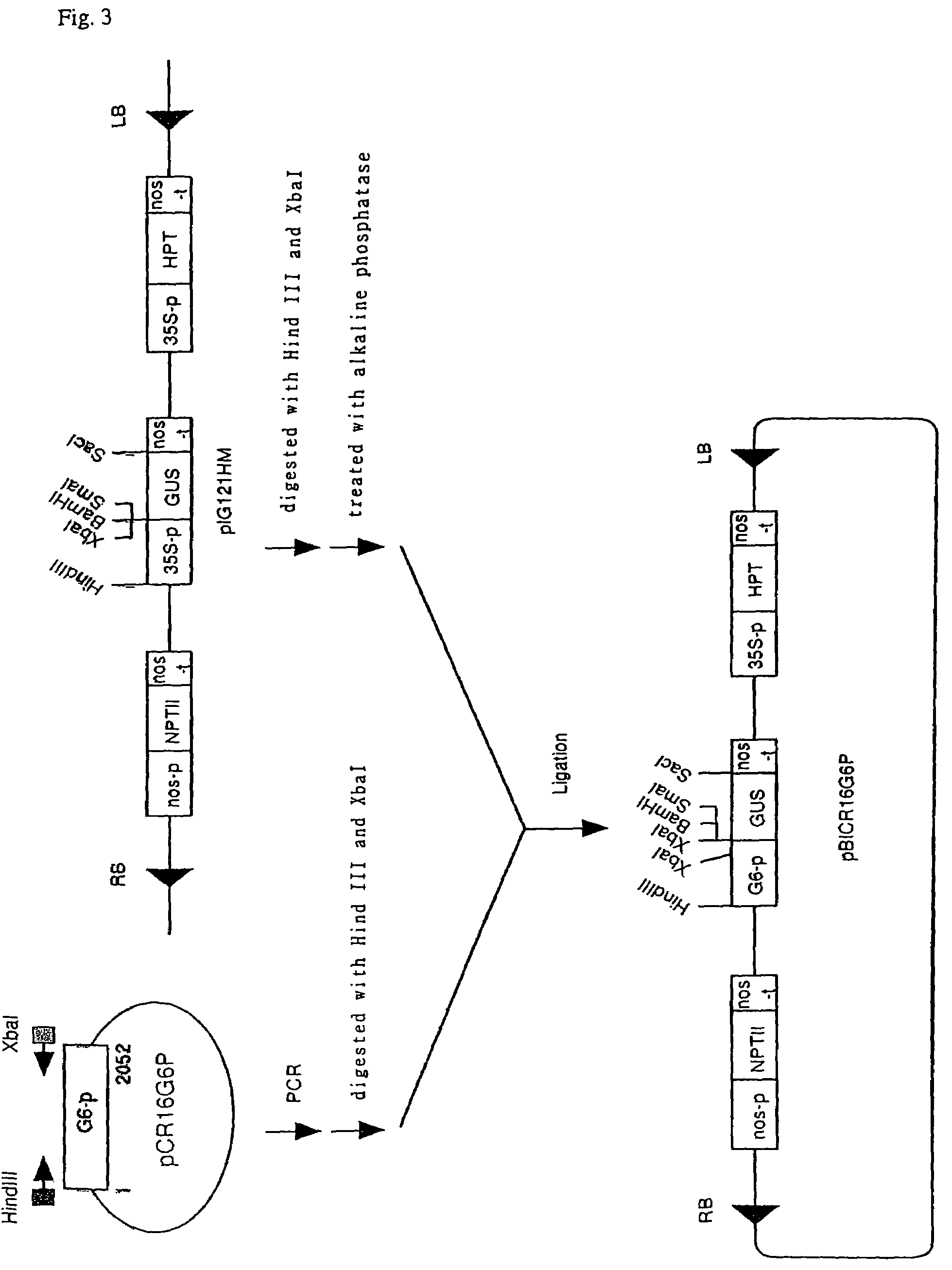 Plant promoters and plant terminators