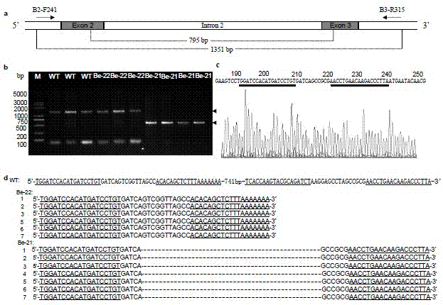 Long genome segment deletion system and use thereof