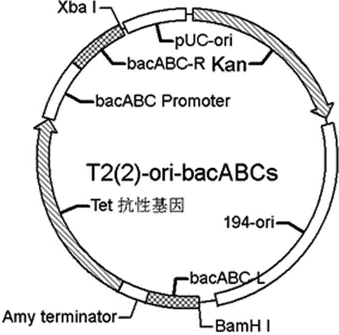 Bacillus licheniformis for multiplying operon bacABC copy number and knocking off recA gene and establishment method of bacillus licheniformis