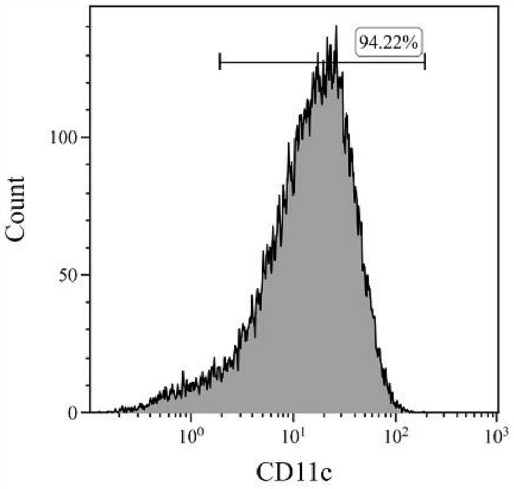 A special medium and culture method for inducing mouse bone marrow cells to stably differentiate into immature dendritic cells