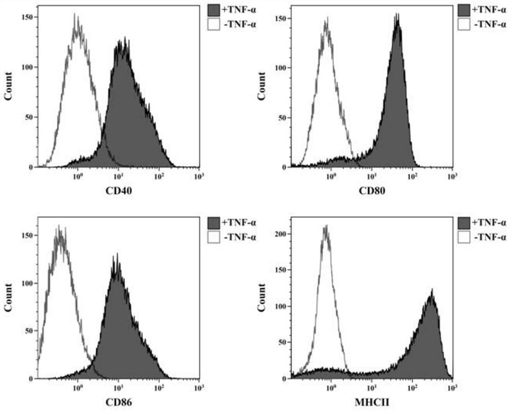 A special medium and culture method for inducing mouse bone marrow cells to stably differentiate into immature dendritic cells