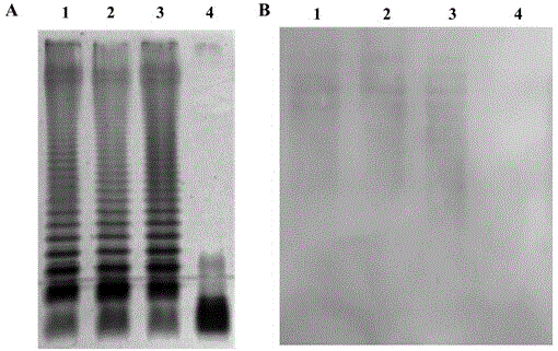 Method for constructing Salmonella typimurium S496, obtained strain thereof and application thereof