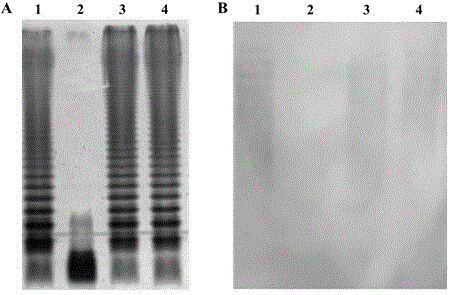 Method for constructing Salmonella typimurium S496, obtained strain thereof and application thereof