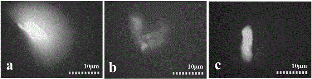 Micro-interface hydroxyl free radical characterization method based on fluorescence imaging analysis