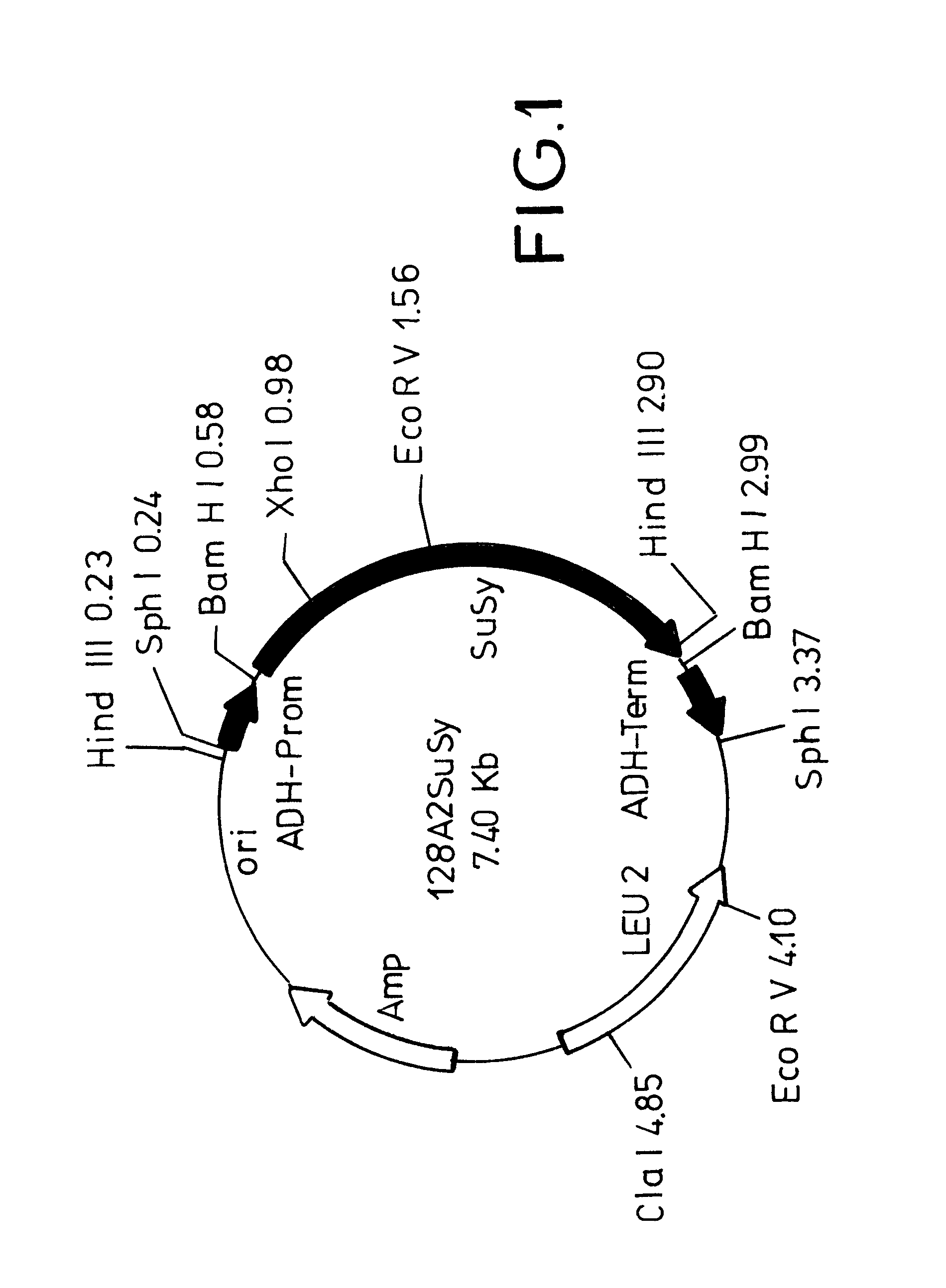 Method for increasing the gene expression of saccharose synthase