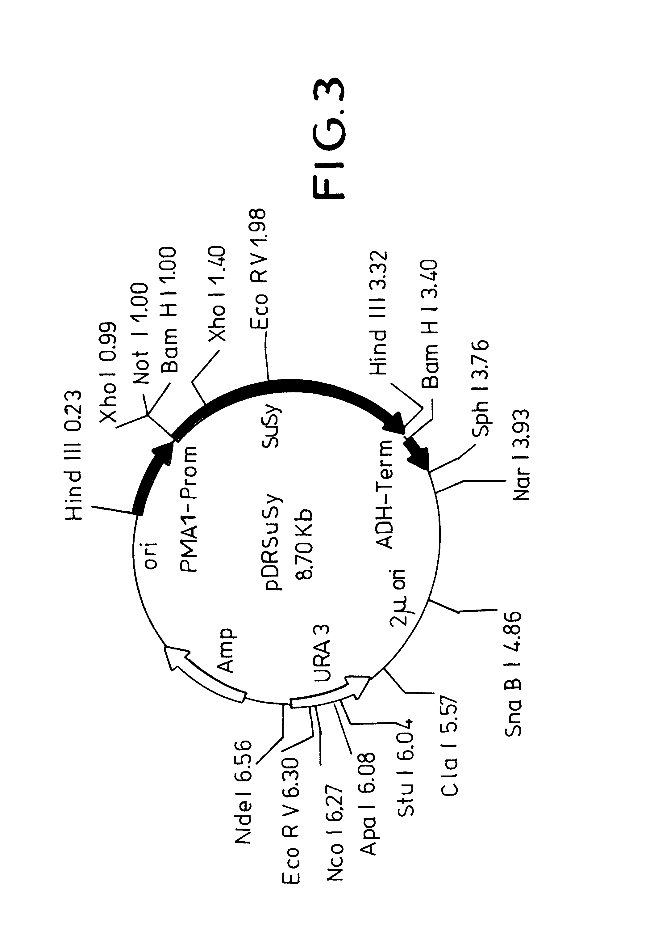 Method for increasing the gene expression of saccharose synthase