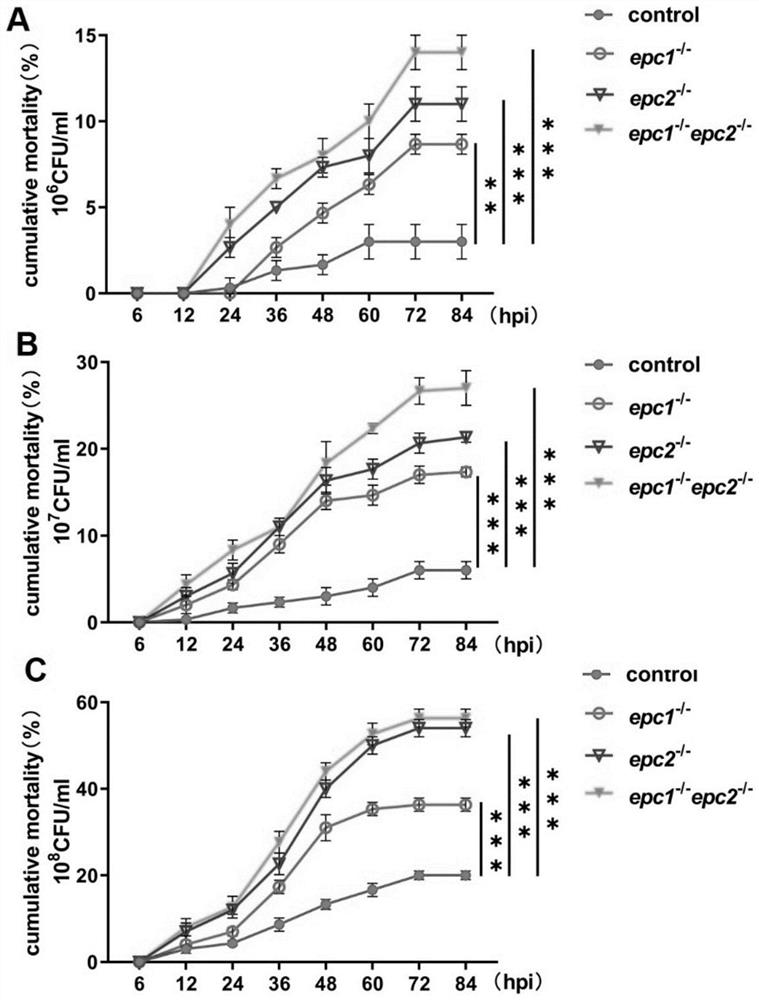 Application of epc1epc2 mutant in construction of environment-susceptible zebrafish model