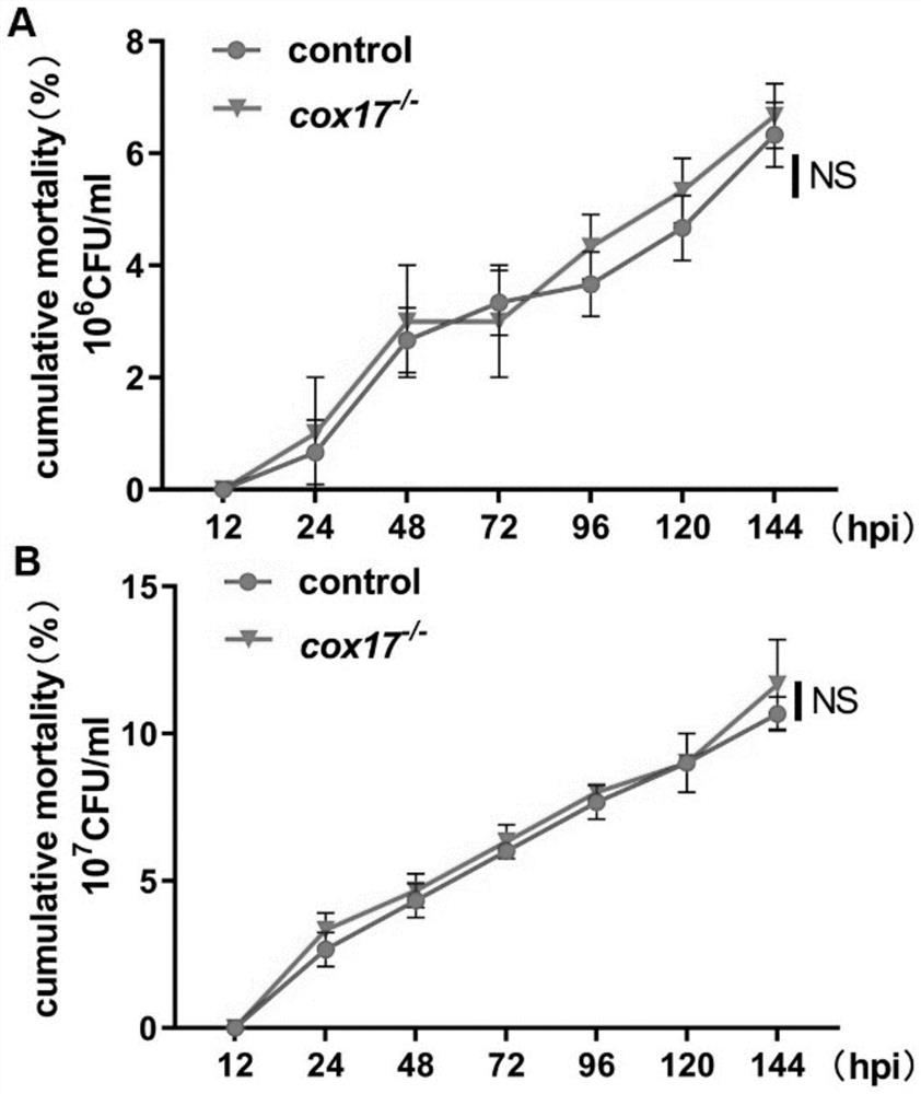 Application of epc1epc2 mutant in construction of environment-susceptible zebrafish model