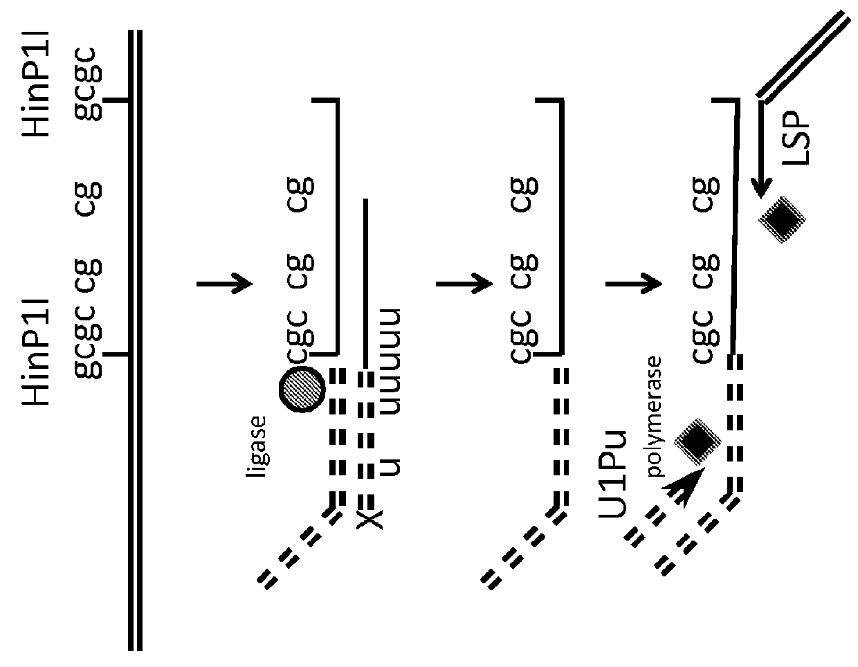 Method for relative quantification of changes in DNA methylation, using combined nuclease, ligation, and polymerase reactions
