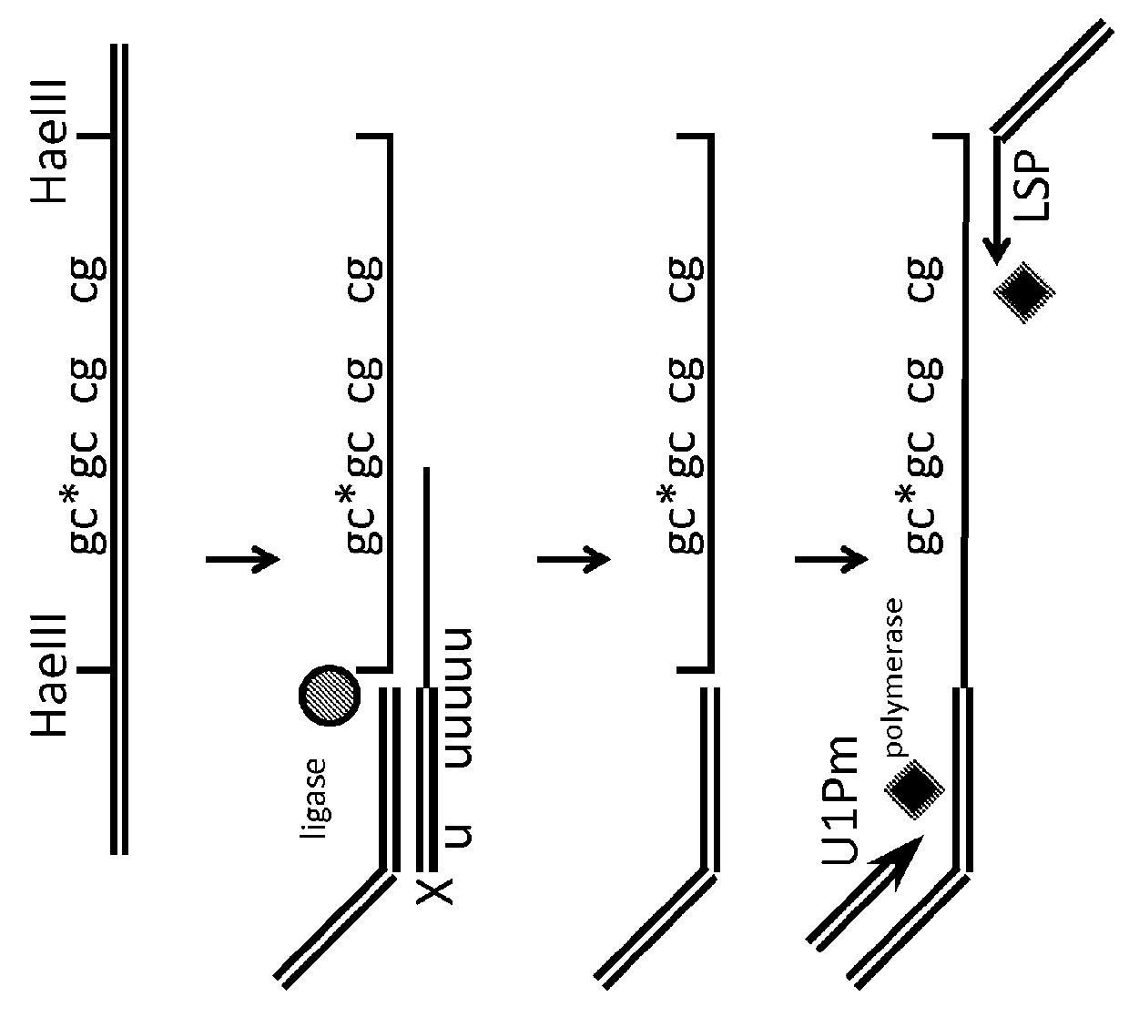 Method for relative quantification of changes in DNA methylation, using combined nuclease, ligation, and polymerase reactions