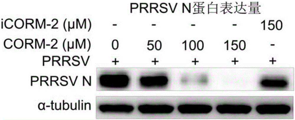 Carbon monoxide release molecule-2 preparation, application of carbon monoxide release molecule-2 preparation in preparing medicines for resisting porcine reproductive and respiratory syndrome viruses and detection method of carbon monoxide release molecule-2 preparation