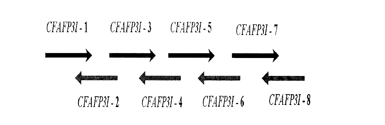 Gene descended from antifreeze peptide insect and preparation method and application thereof