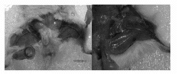 Application of mitoxantrone as lymph tracer