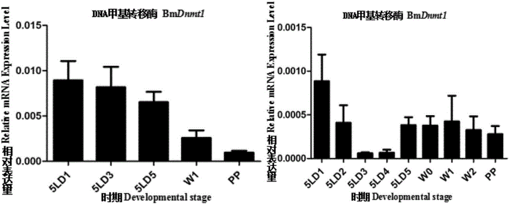 Application of insect DNA transmethylase Dnmt1 to pest control