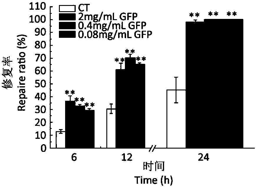 Extraction process of Grifola frondosa polysaccharide and its application in preparation of medicine for repairing gastric mucosal trauma