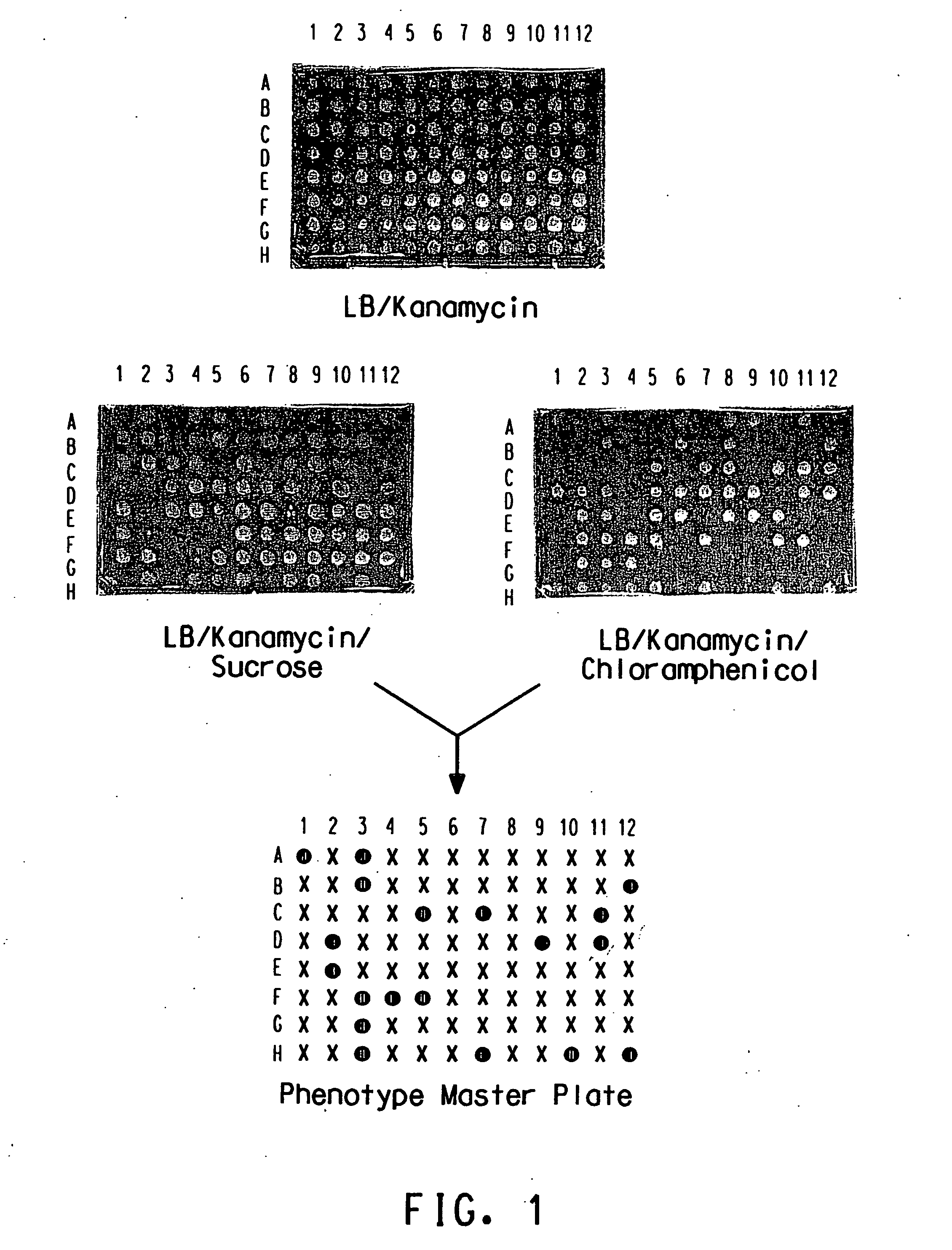 Method for determination of gene function